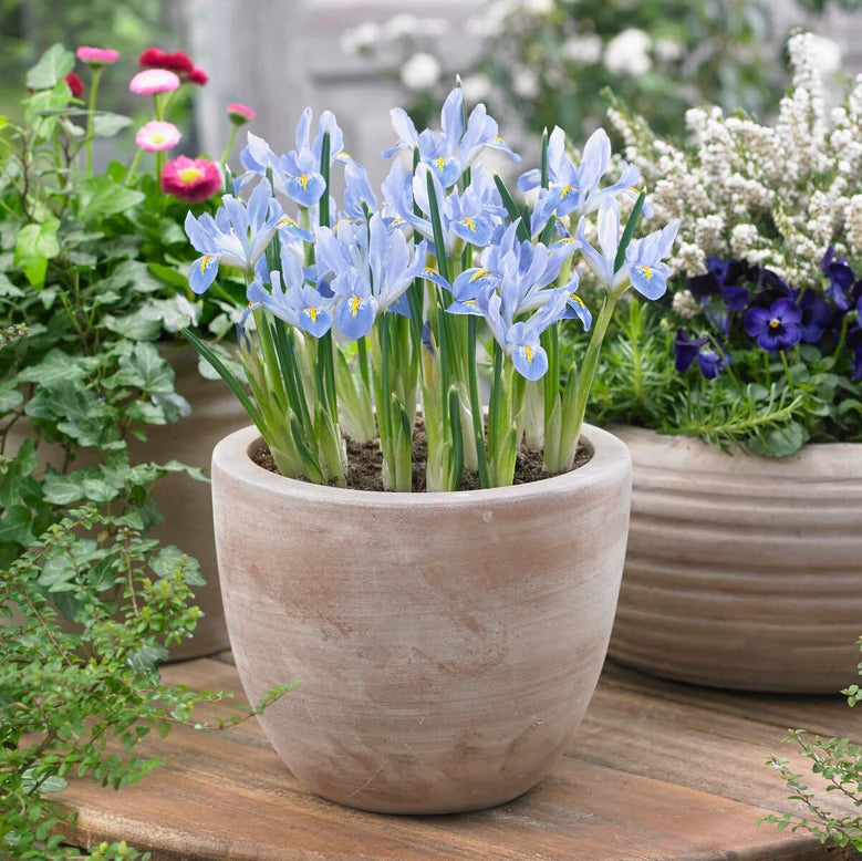 Iris bleu