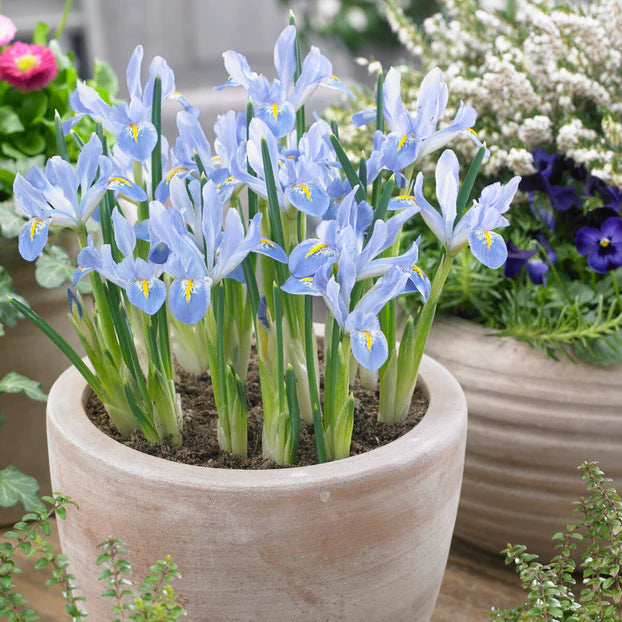 Iris bleu