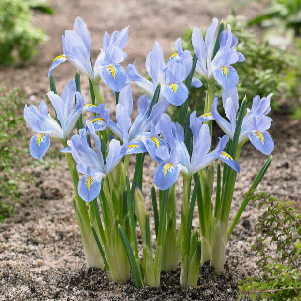 Iris bleu