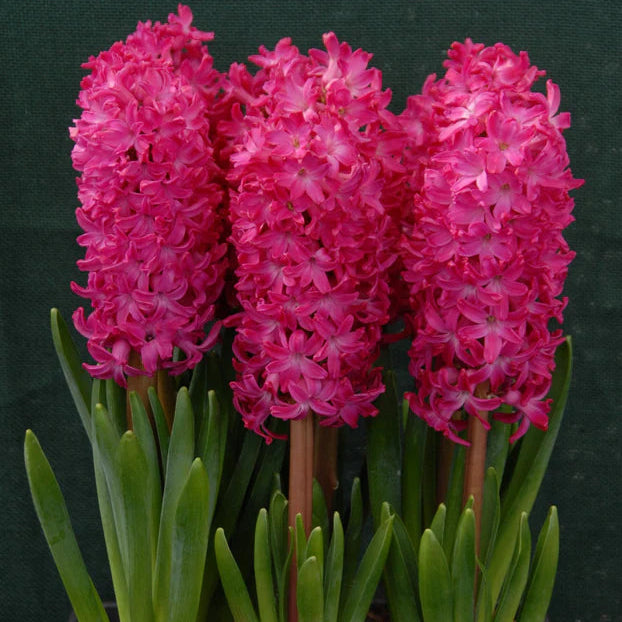Jacinthe Rouge