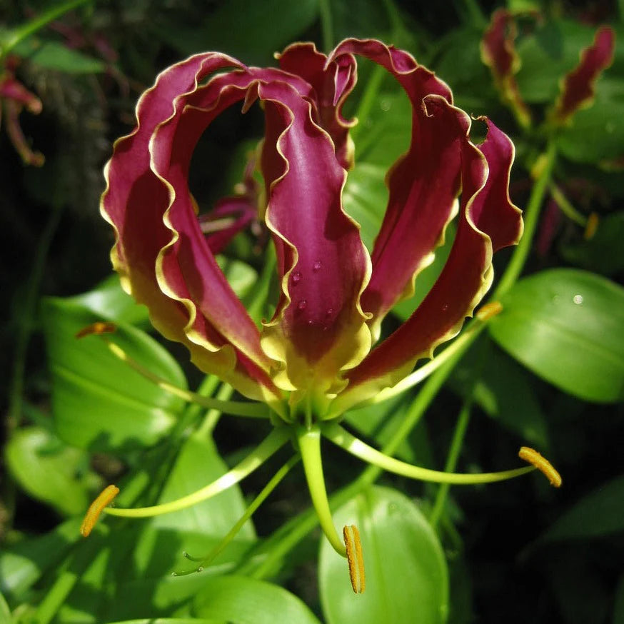Gloriosa Carsonii