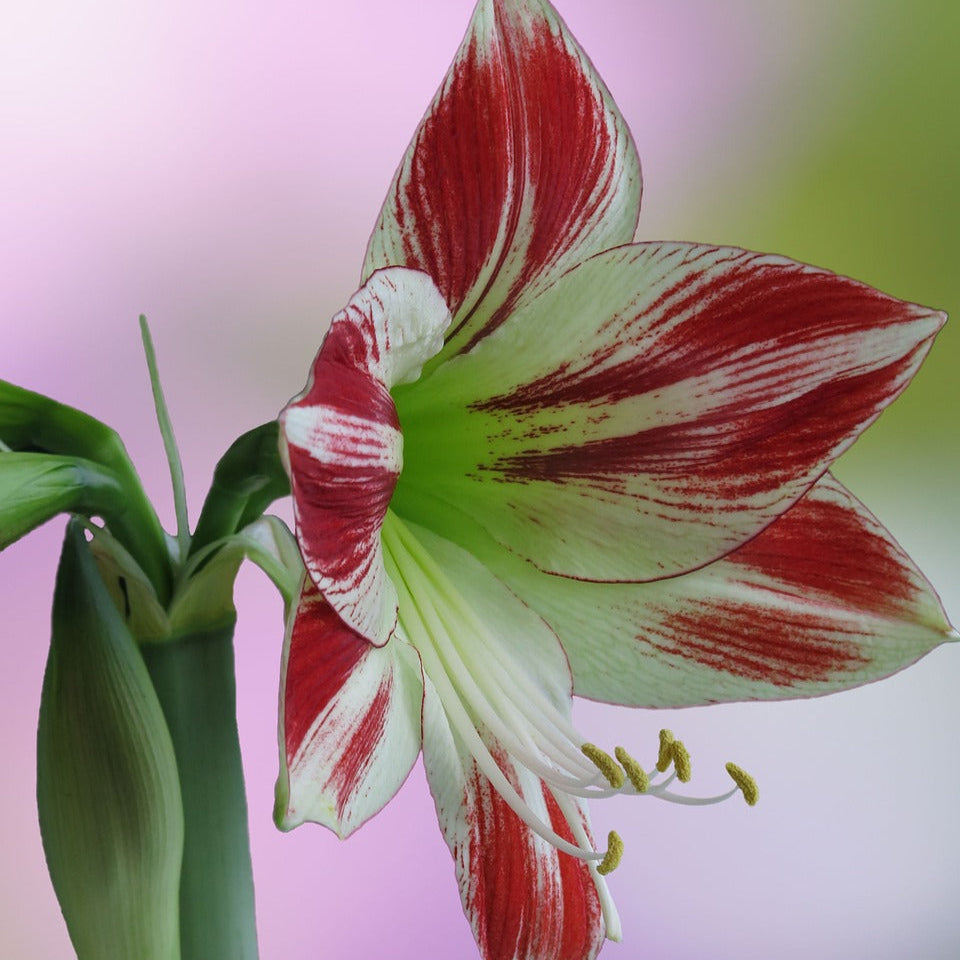 Amaryllis Striée