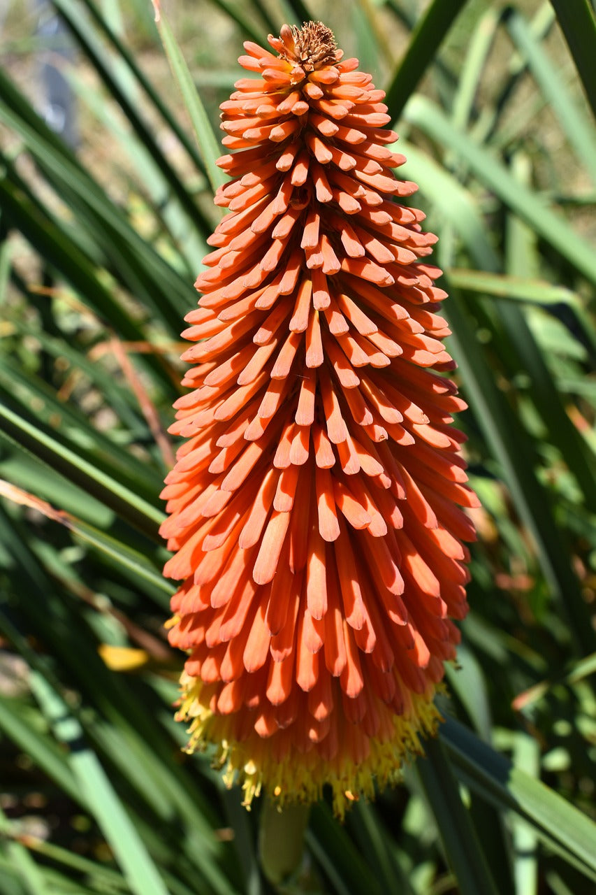 Kniphofia Tritoma