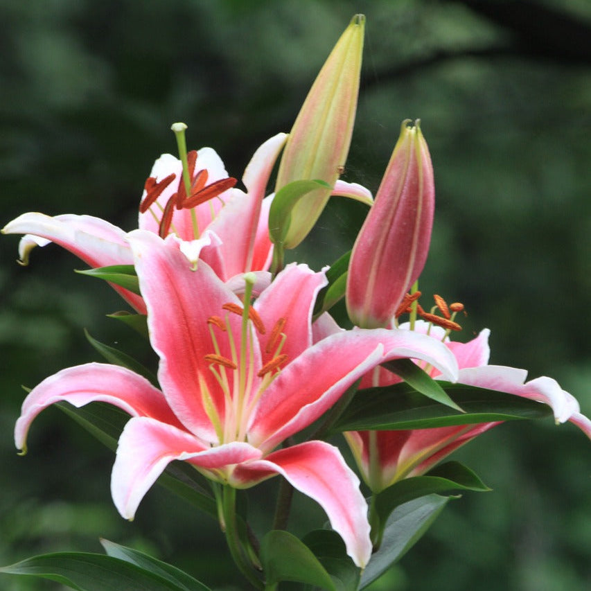 Lys Rose