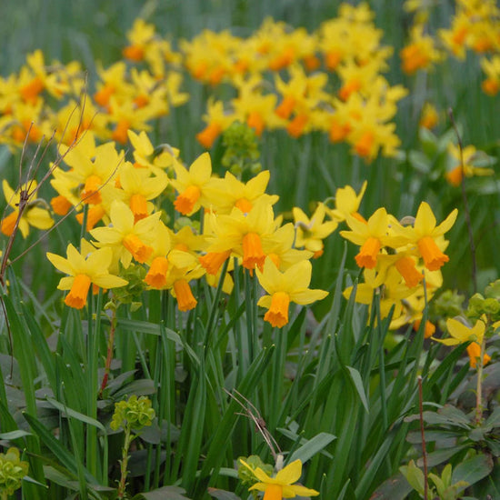 Narcisse Jetfire