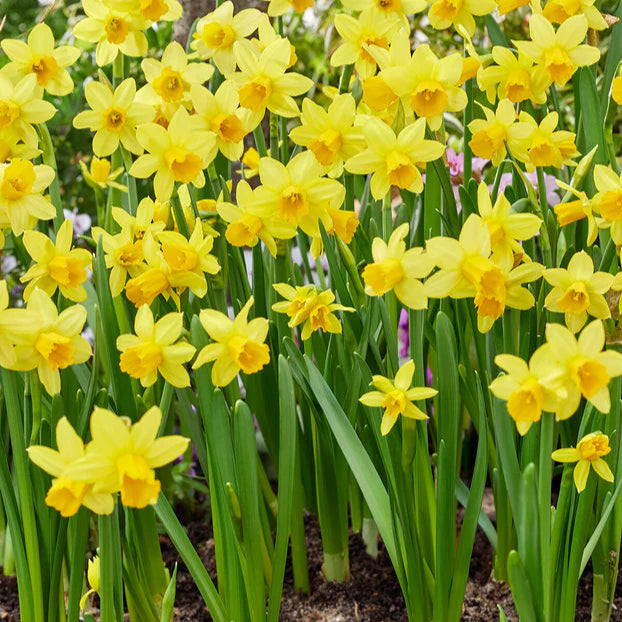 Narcisse tête à tête