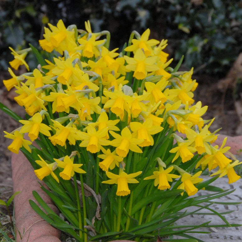 Narcisse tête à tête
