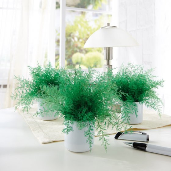 Anti-moustique plante Neptune