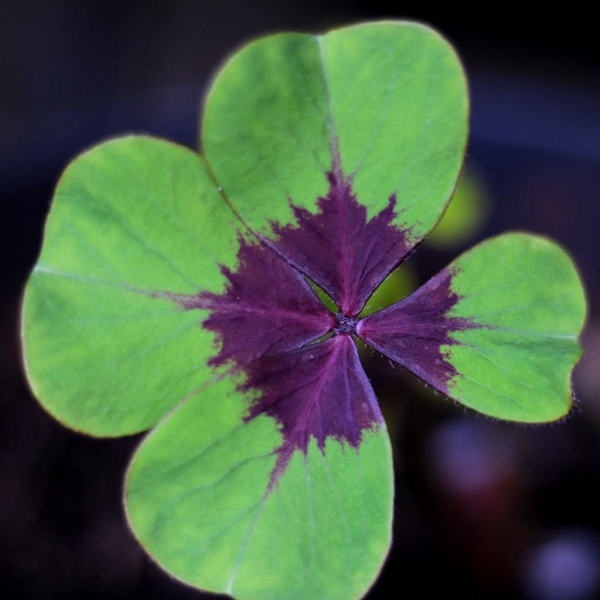 Oxalis Deppei