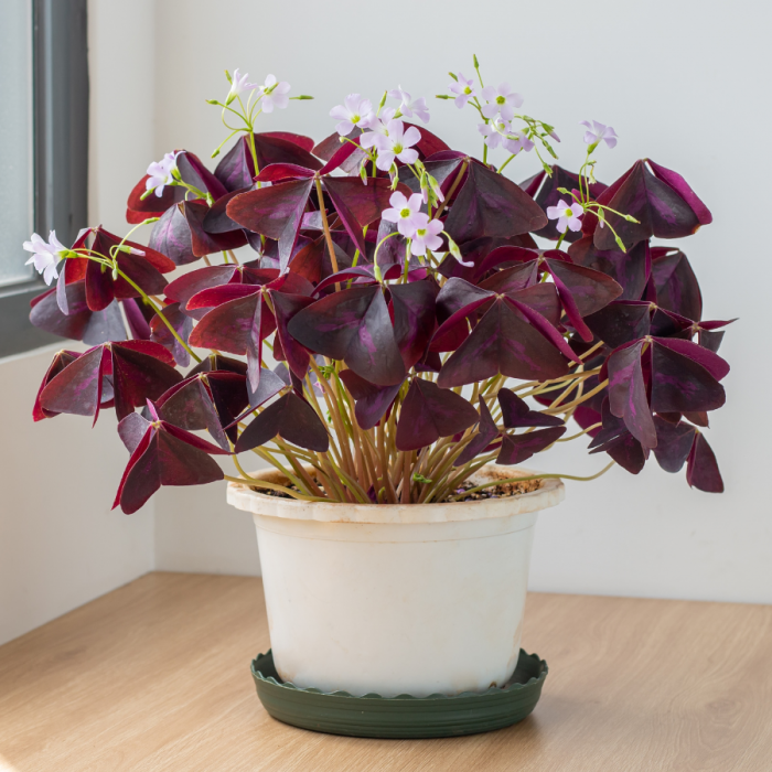 Oxalis Triangularis