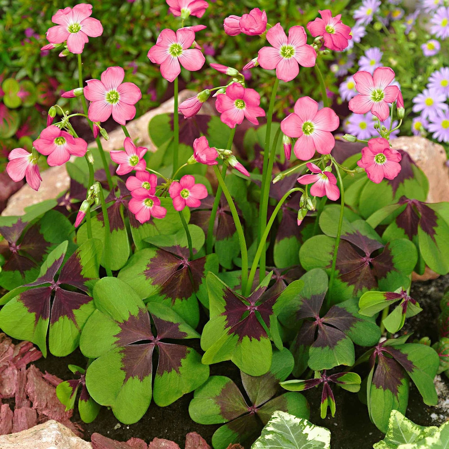 Oxalis Deppei