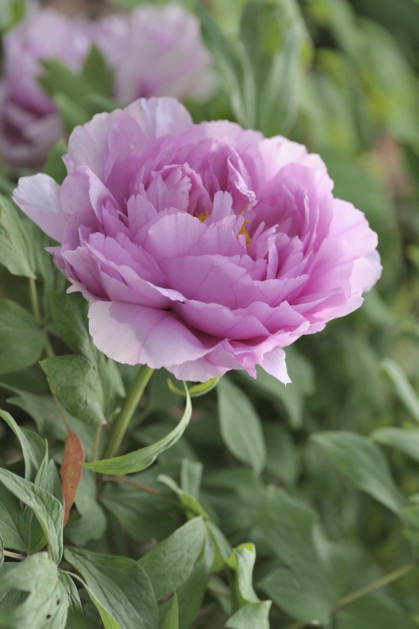 Pivoine Rose