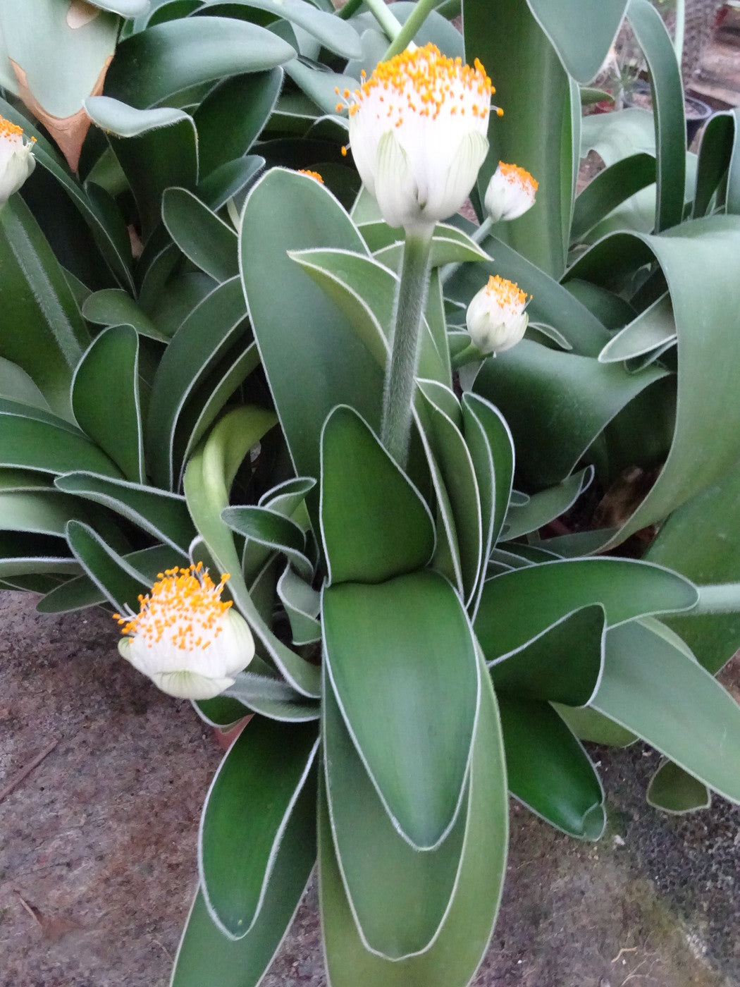 Scadoxus Blanc