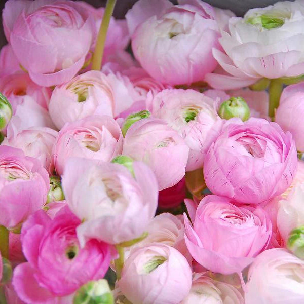 Renoncules rose