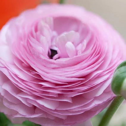 Renoncules rose
