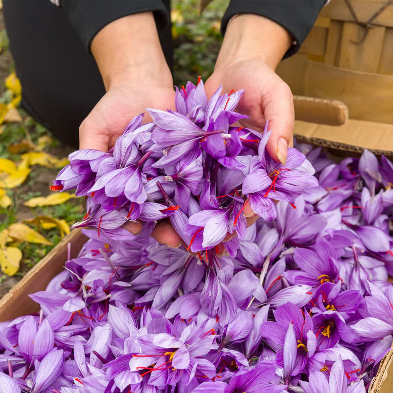 crocus pour le safran