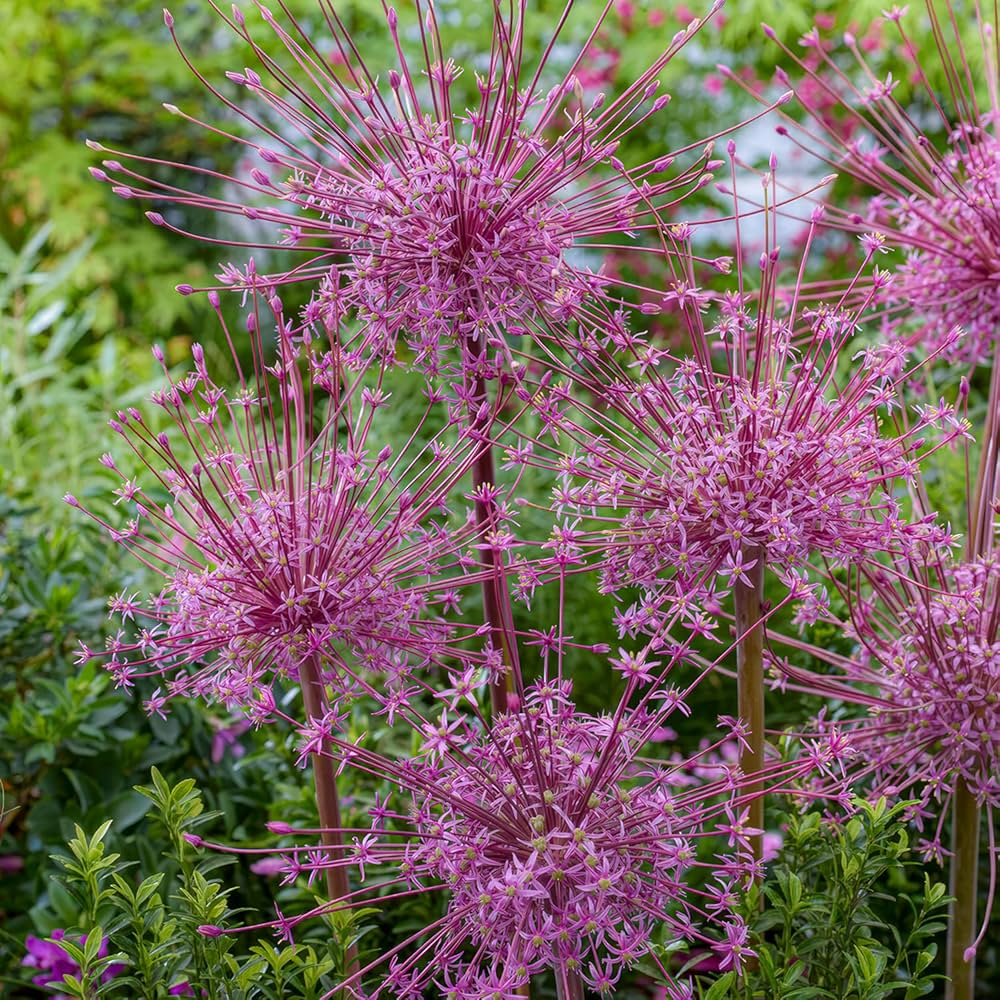 Allium Schubertii