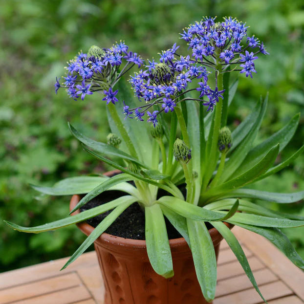 peruvian scilla