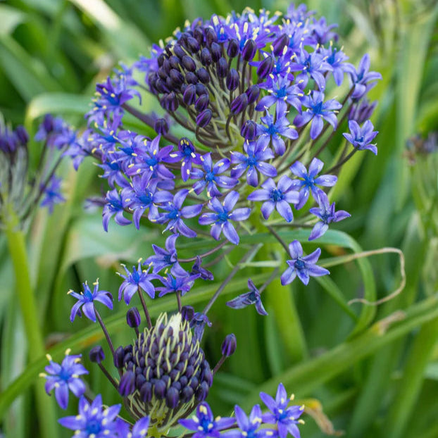 peruvian scilla