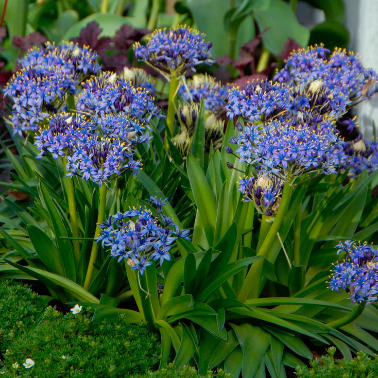 peruvian scilla