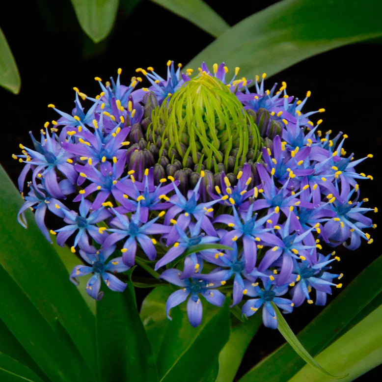 peruvian scilla