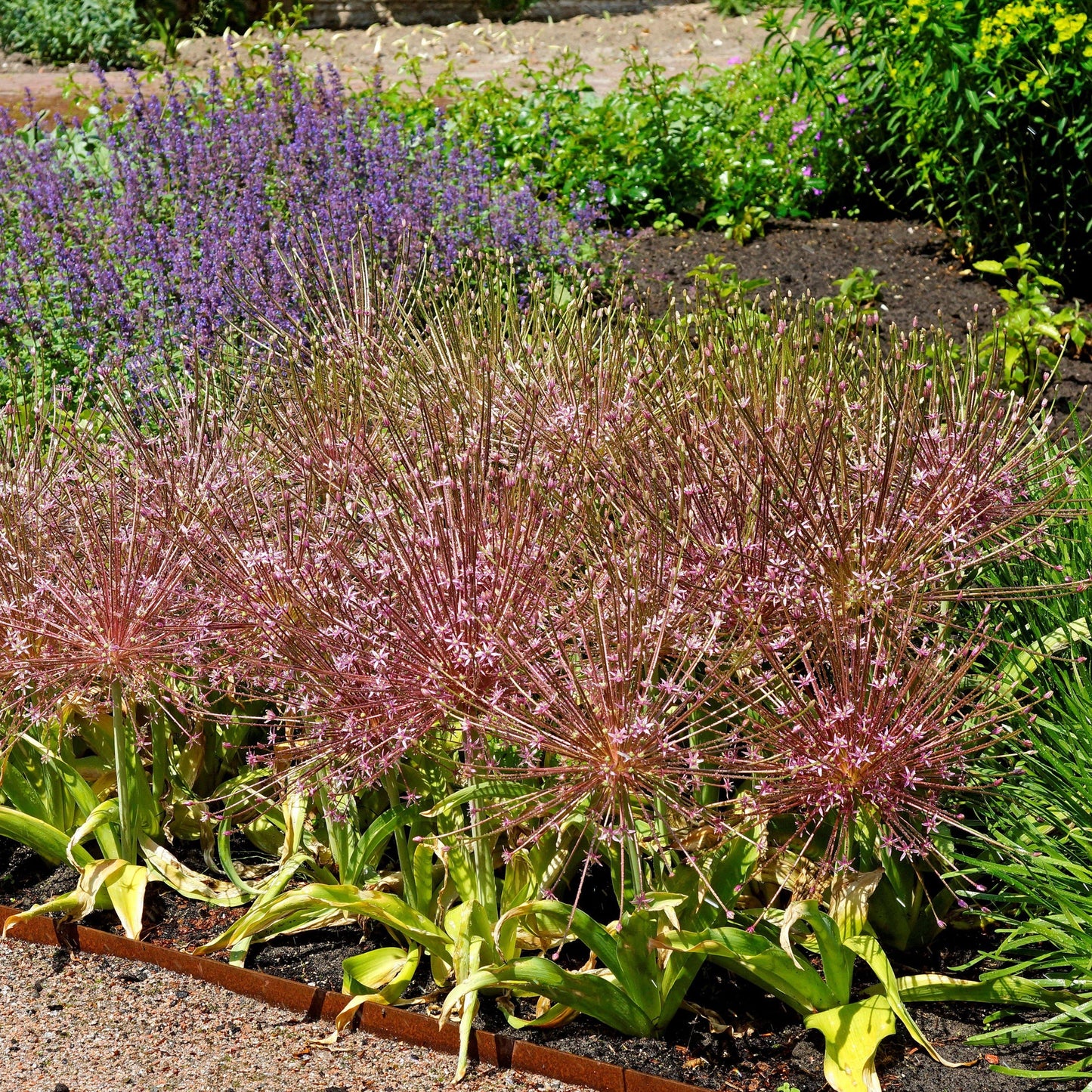Allium Schubertii