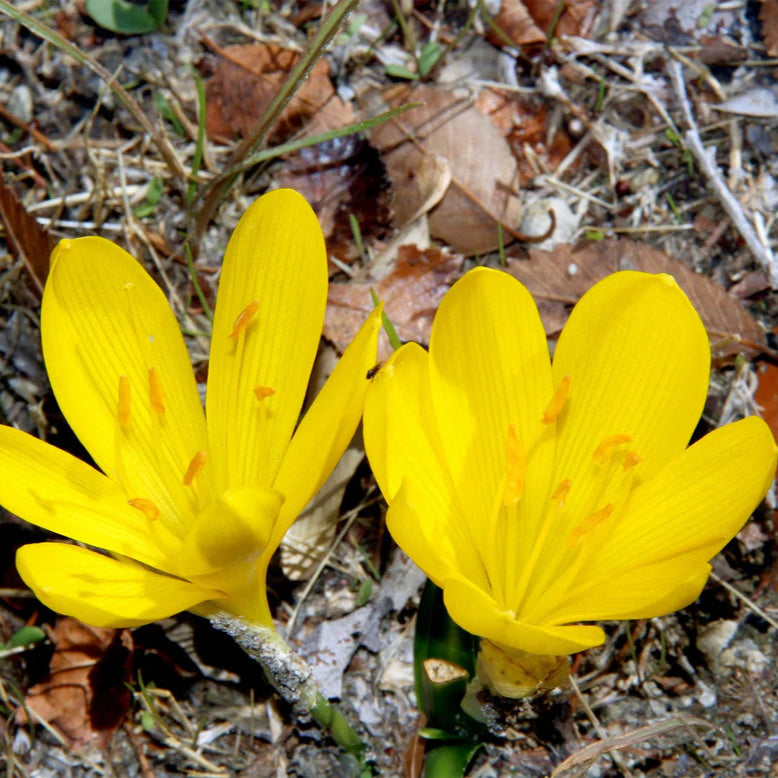 sternbergia lutea