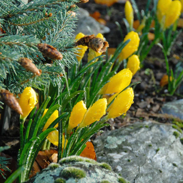 sternbergia lutea