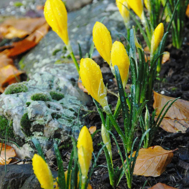 sternbergia lutea