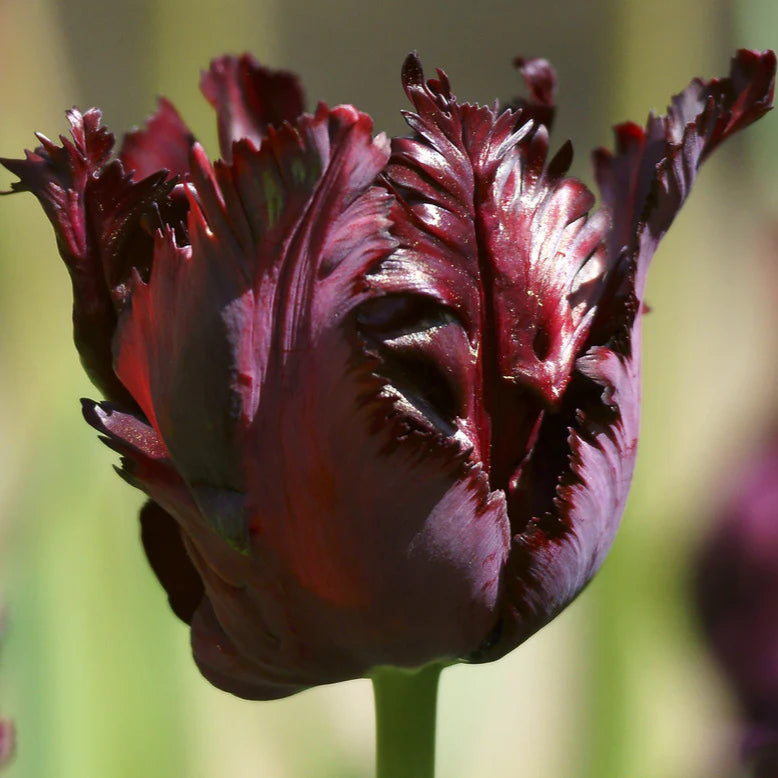 Tulipe Black Parrot