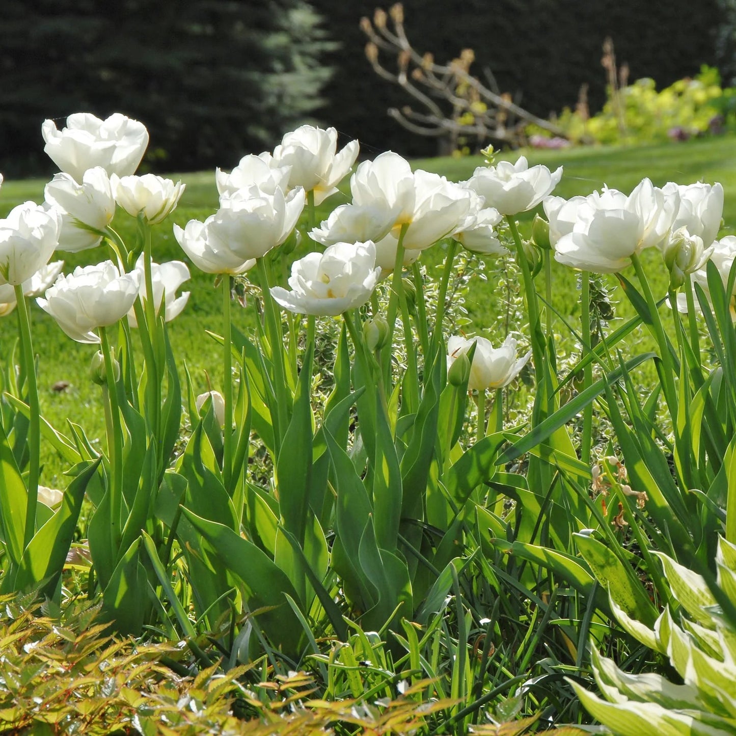 Tulipe Mount Tacoma
