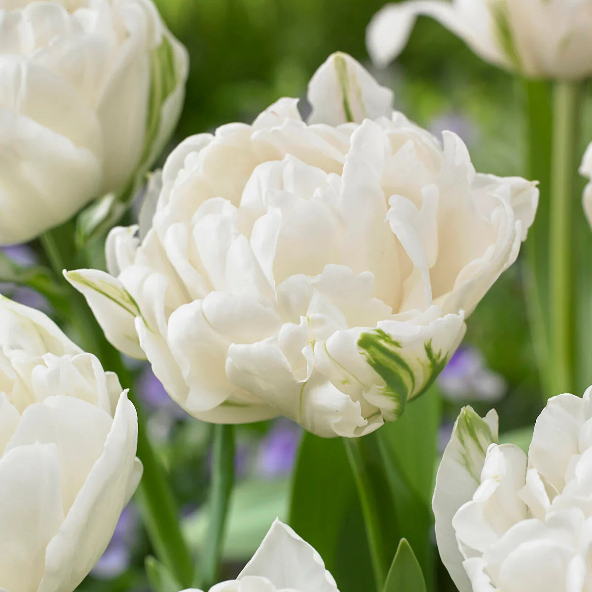 Tulipe Mount Tacoma