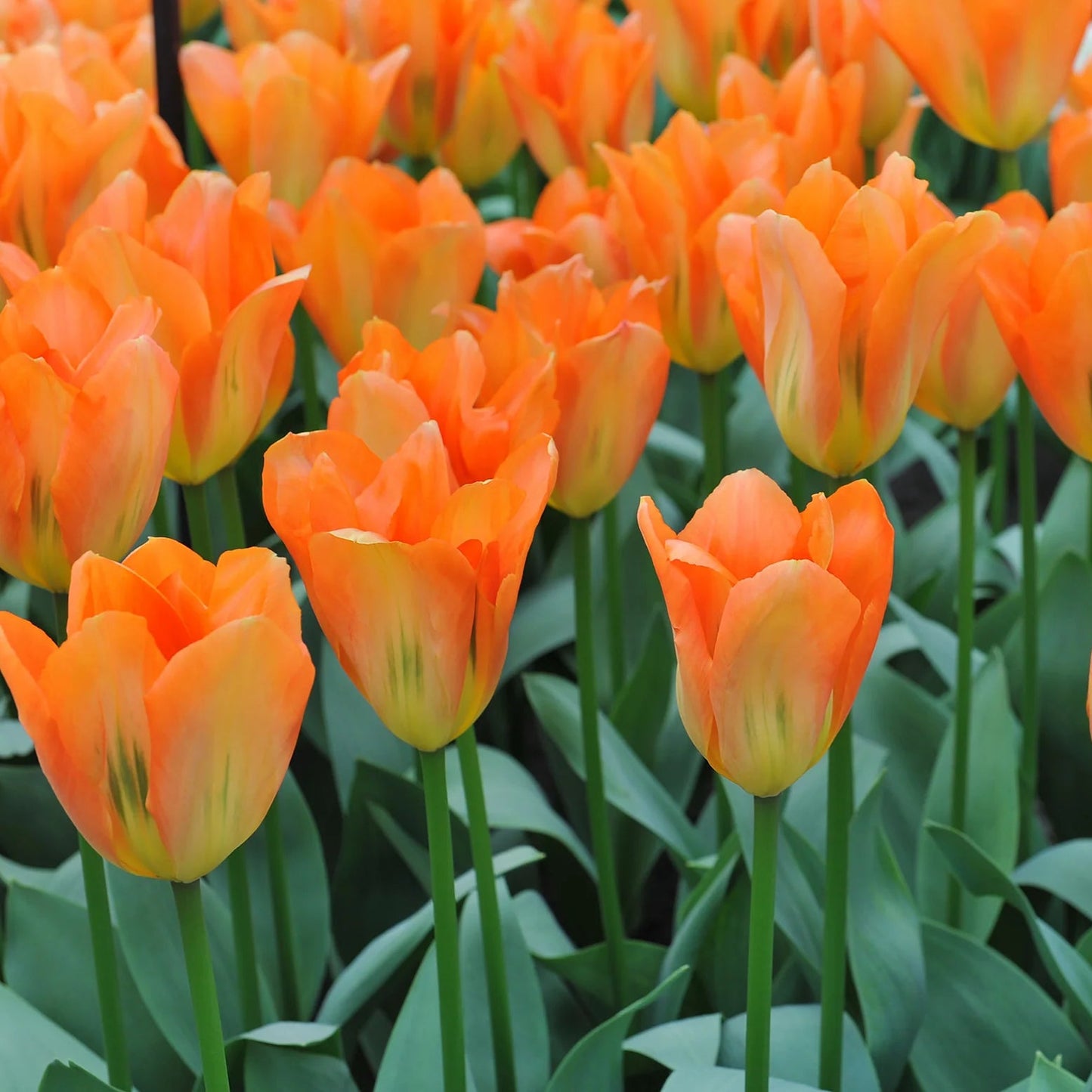 tulip-orange