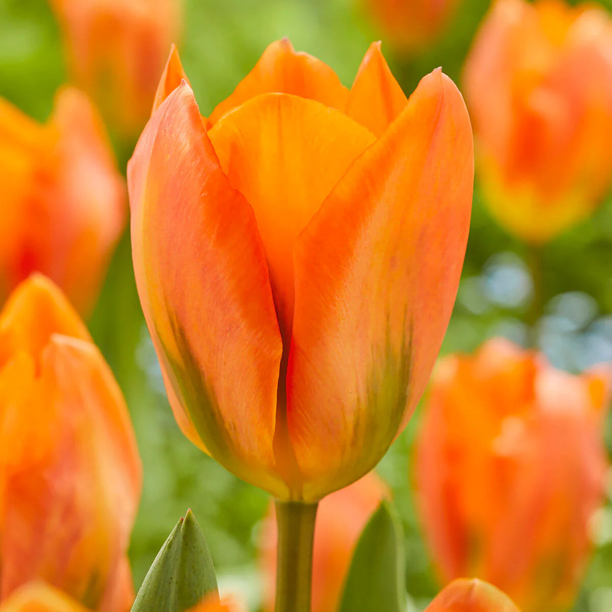 tulipe orange