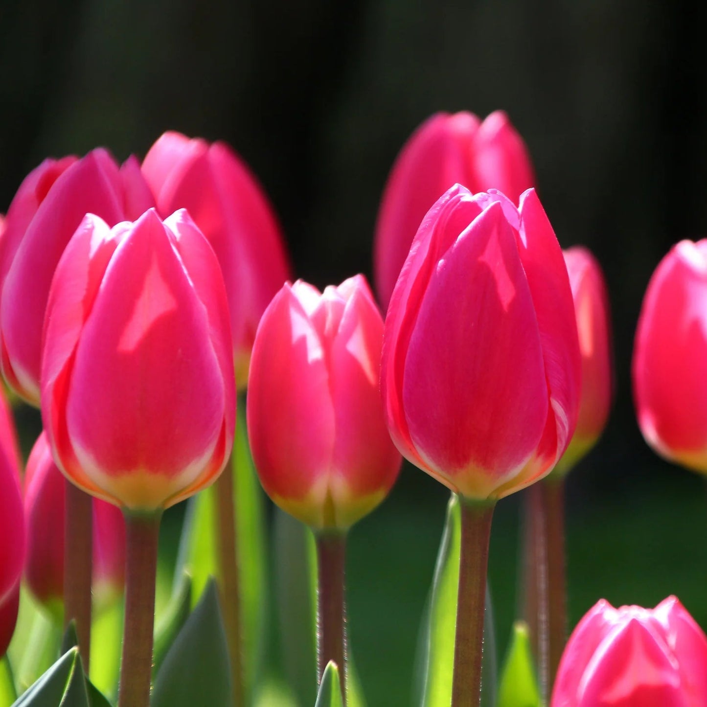 Tulipe-rose