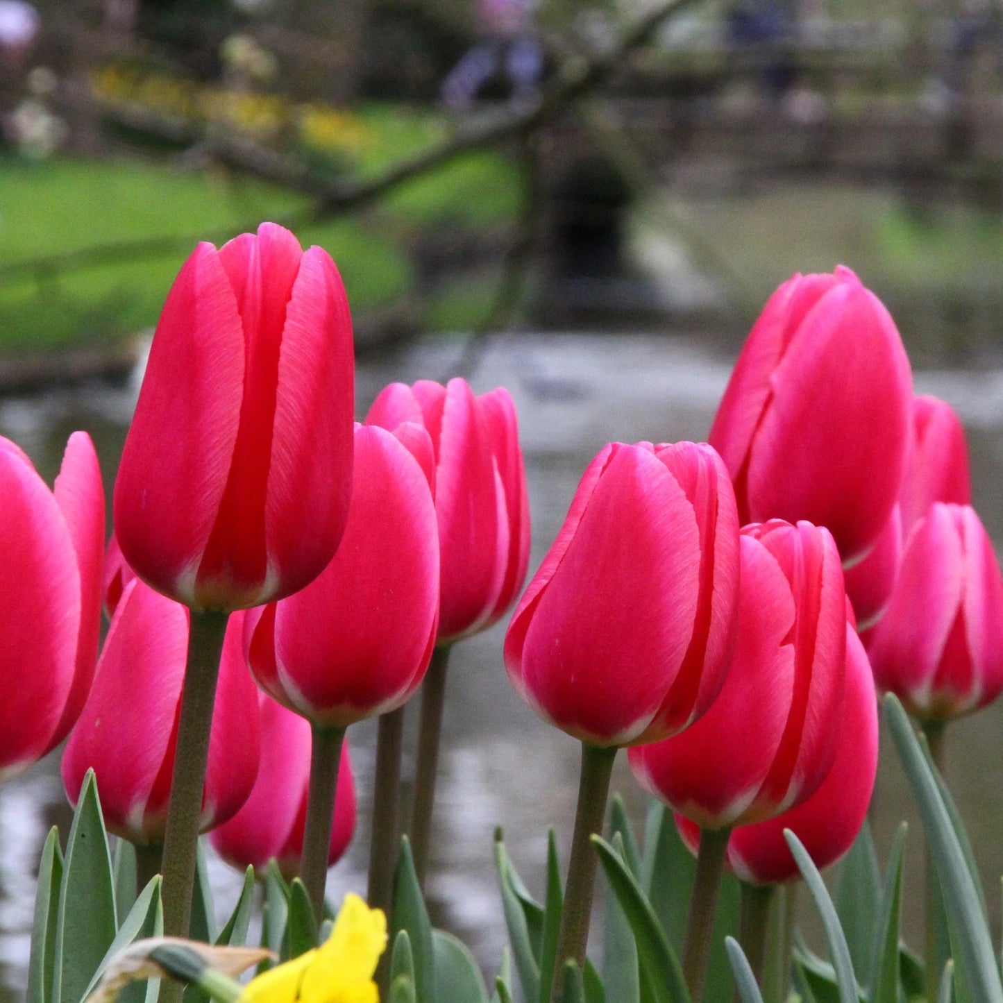 Tulipe-rose