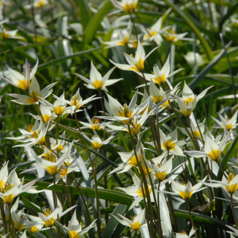 Tulipes sauvage turkestanica