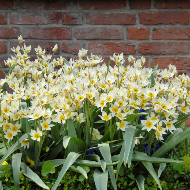 Tulipes sauvage turkestanica
