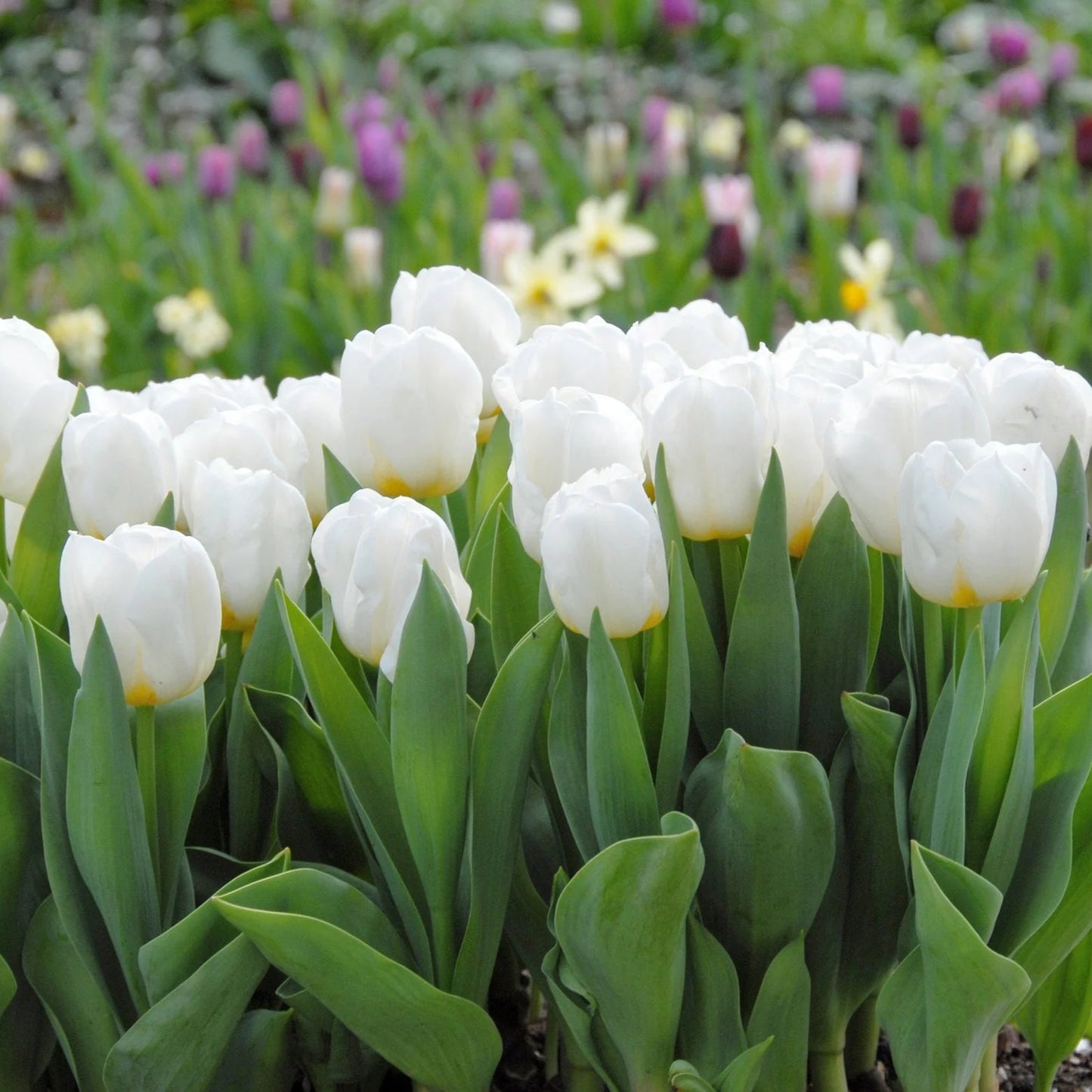 tulipe-Blanche