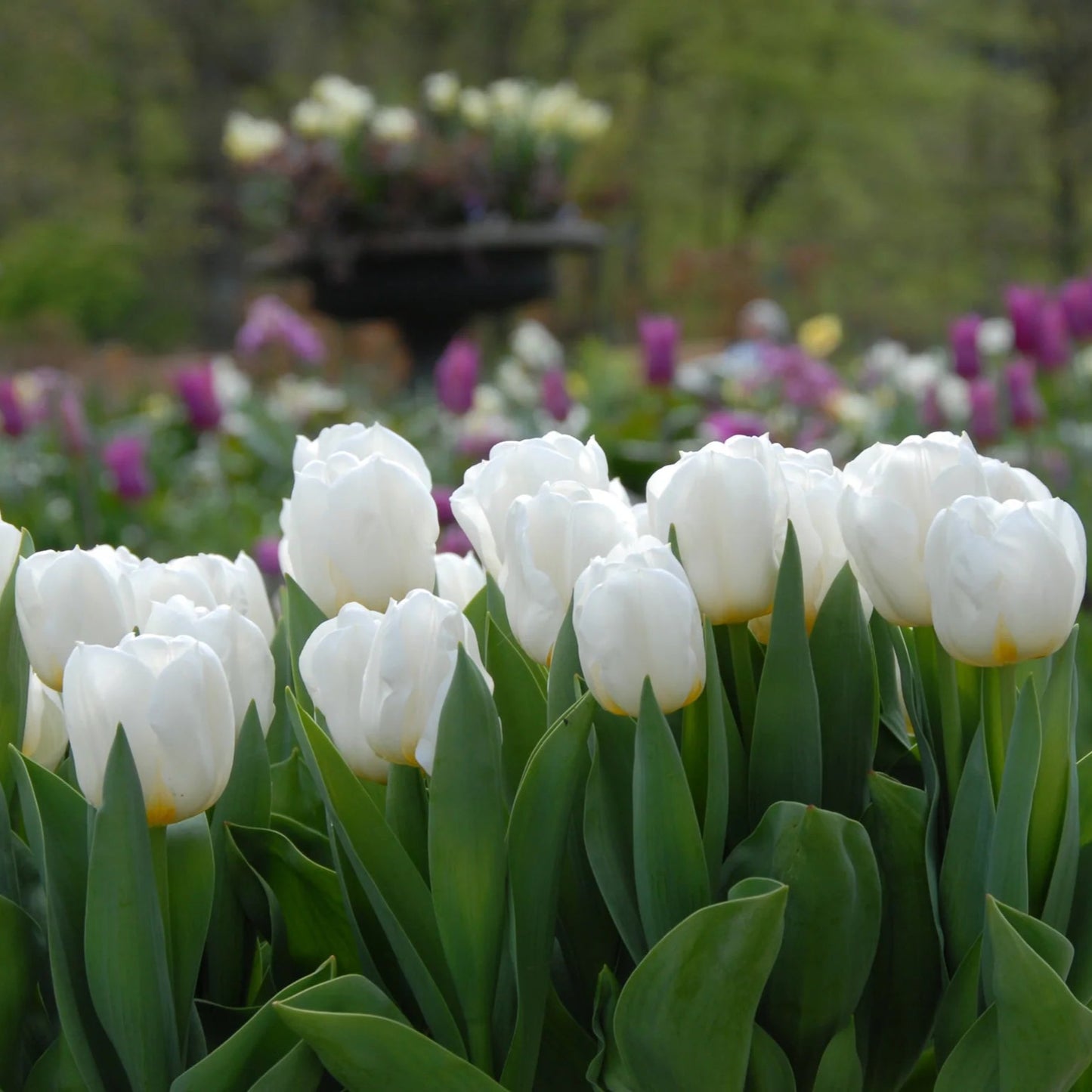tulipe-Blanche