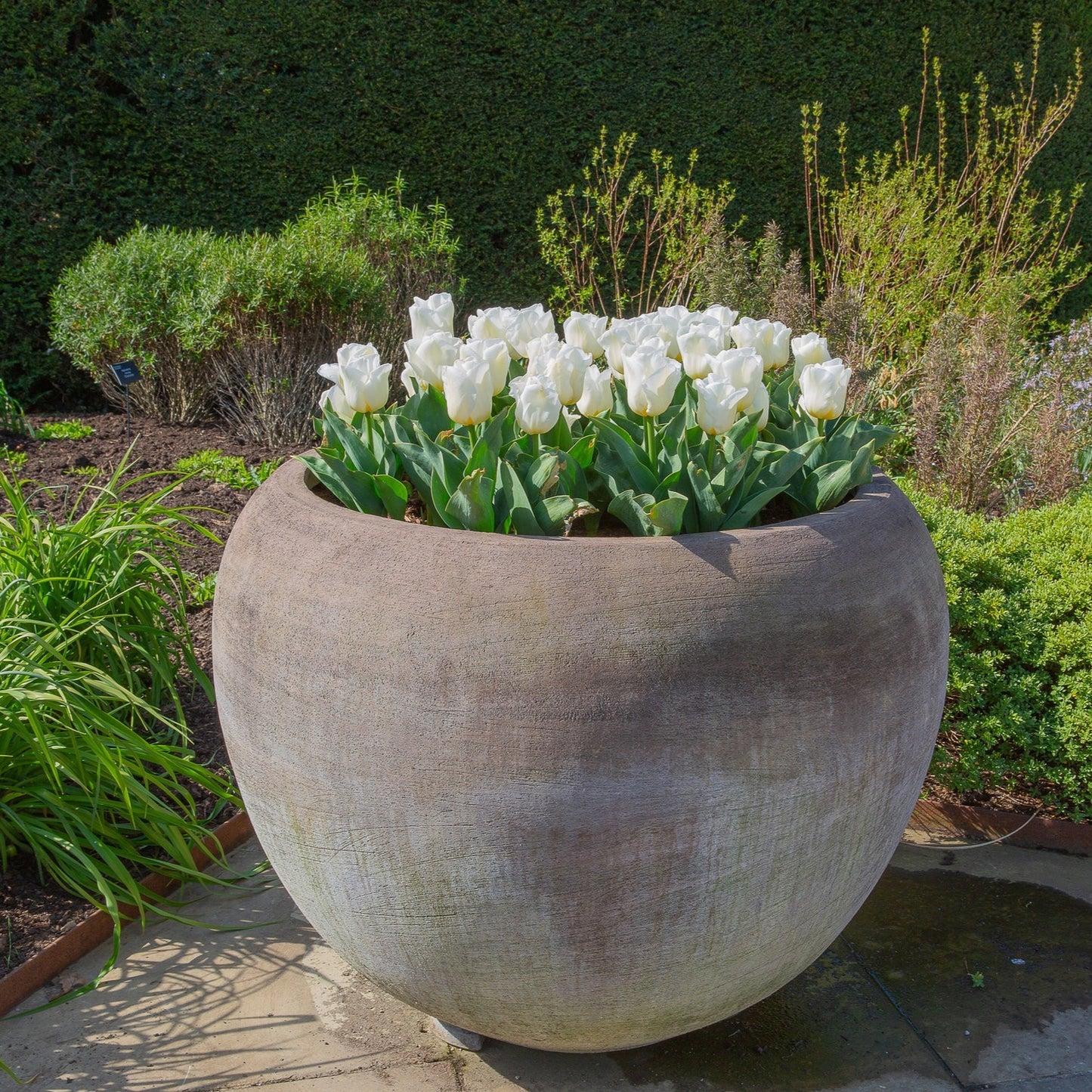 tulipe-Blanche
