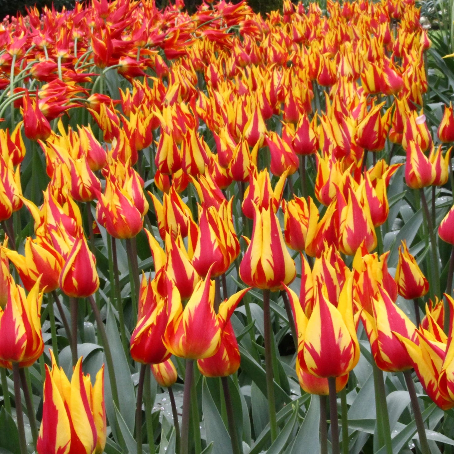 tulipe-Flamme