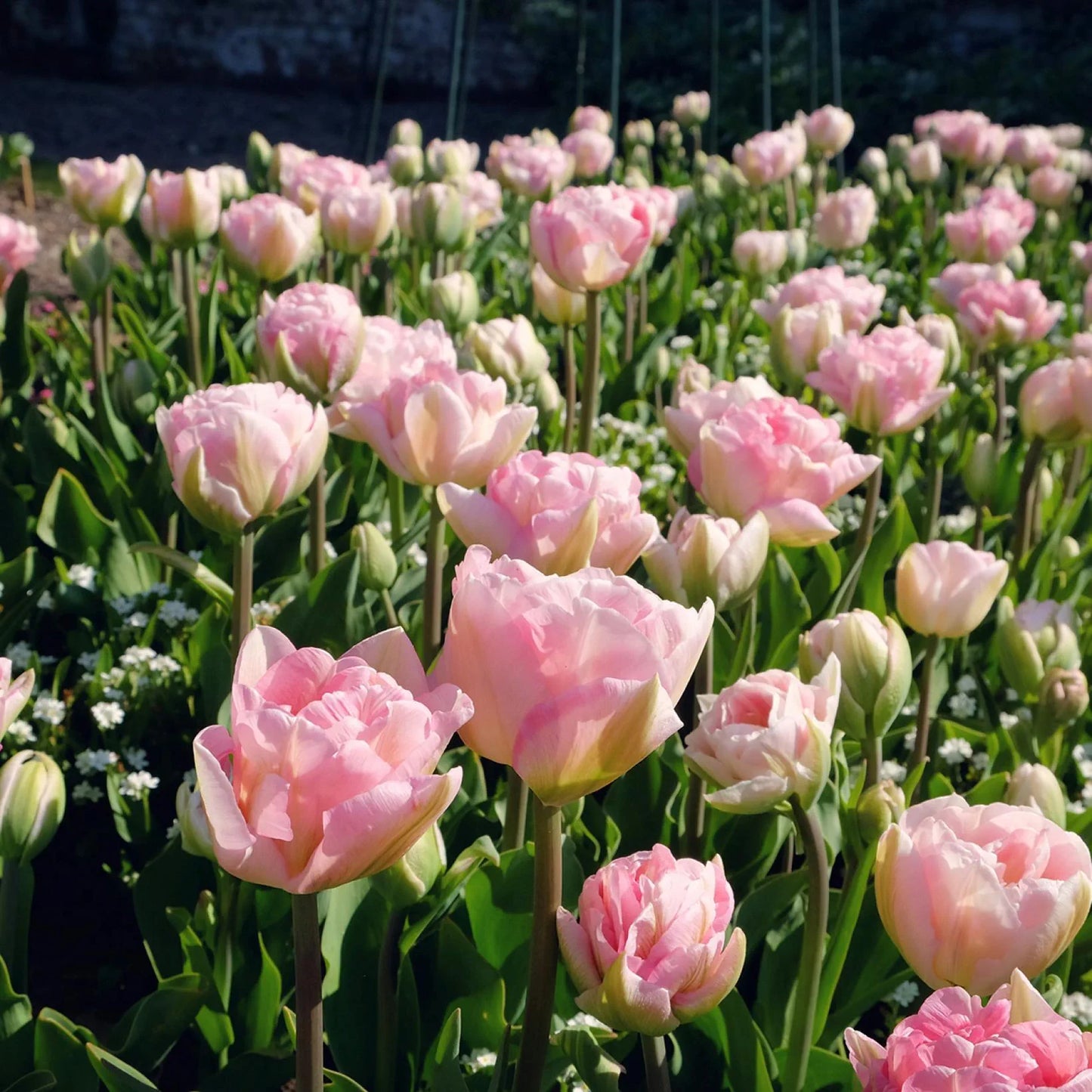 Tulipe Angélique