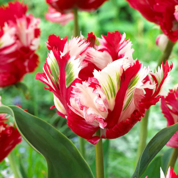 Tulipe Estella Rijnveld