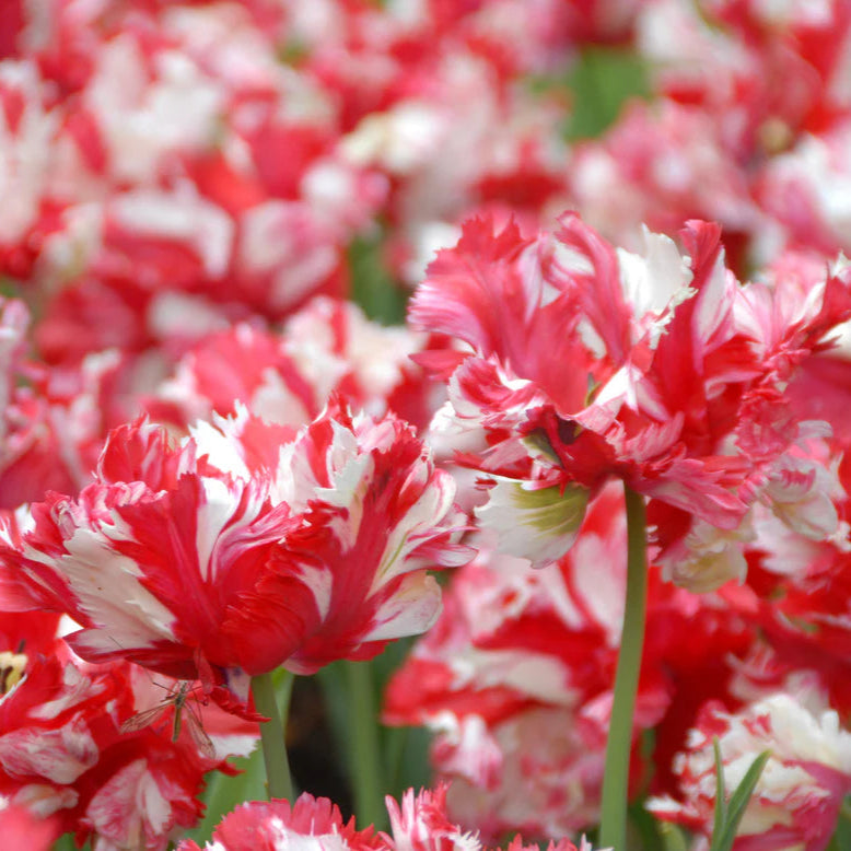 Tulipe Estella Rijnveld