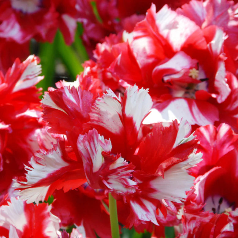 Tulipe Estella Rijnveld
