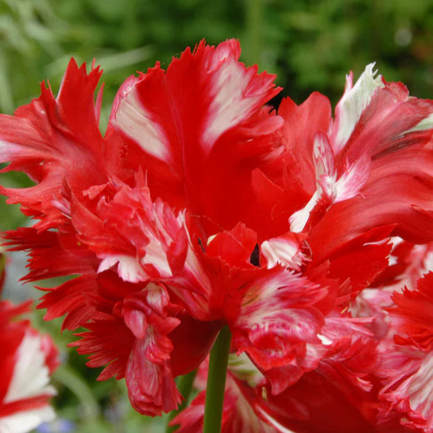 Tulipe Estella Rijnveld