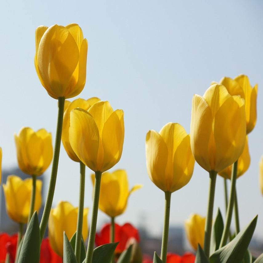 tulipe-jaune