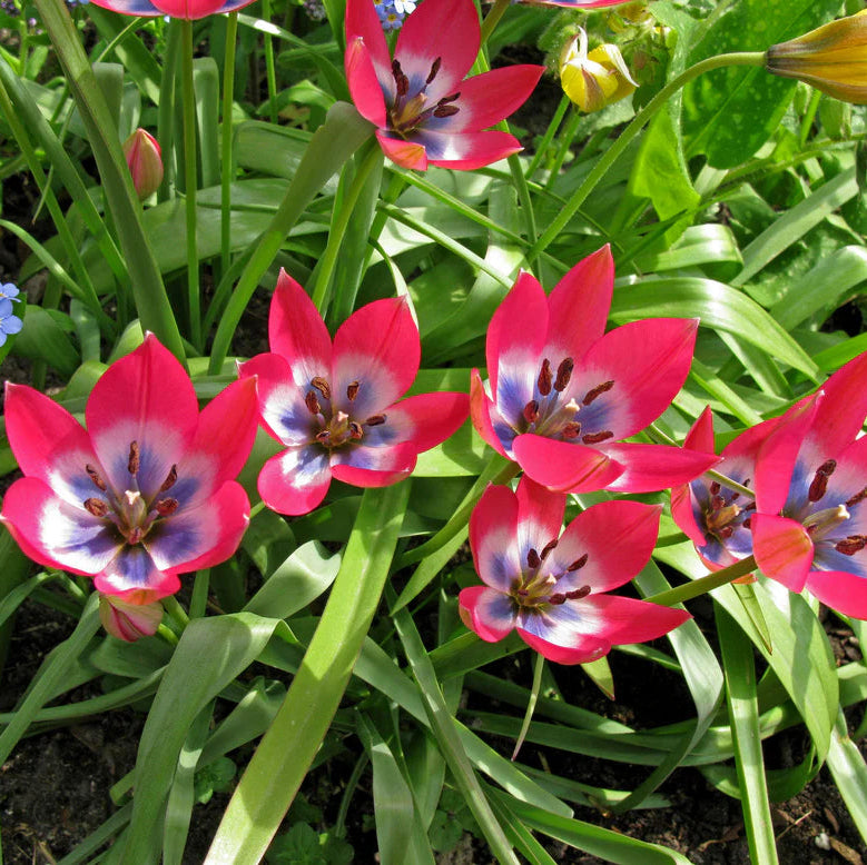 Tulipes little beauty