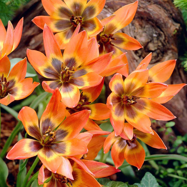 Tulipe little princess